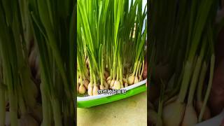 You can grow vegetables without soil or fertilizer Small vegetable garden myvegetablegarden [upl. by Pauly419]