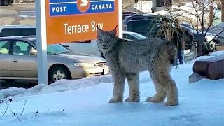 Lynx spotted at post office [upl. by Molahs]