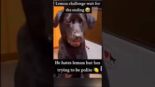 Dogs Reaction After Eating Lemon🍋💔😂ShortClip shorts sama28 viral trending explore fyp [upl. by Mateo]