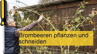 Brombeeren pflanzen und schneiden [upl. by Noned]