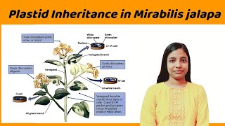 plastid inheritance in mirabilis jalapa  detailed notes   plastid inheritance in plants [upl. by Aiuqal]