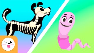 Vertebrate and invertebrate animals  Educational videos for kids [upl. by Hardden]