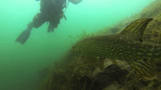 Huge pike carp and an unconventional ascent in Dosthill Quarry UK [upl. by Esiralc913]