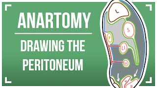 Drawing The Peritoneum [upl. by Retsel]