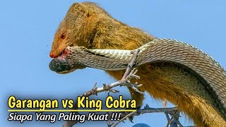 Merinding  Pertarungan Sengit Garangan Versus King Cobra [upl. by Wilone396]