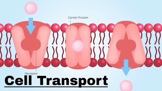 PassiveTransport [upl. by Andee]