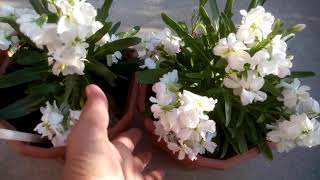 928  How to grow n care Hoary Stock Matthiola Incana stockGilli Flower Hindi Urdu 9219 [upl. by Nodaj]