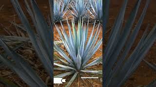 Matas de agave [upl. by Eserahc]