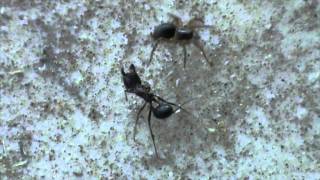 Ragno cattura Formica  Spider catches Ant [upl. by Helbonia126]