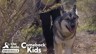 Baby Wolf Dog Bounces Back After Rough Start  The Dodo Comeback Kids  The Dodo Comeback Kids [upl. by Clementina]