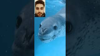 RARE Facts About Leopard Seal leopardseal reactionvideo incredible shortsfeed trendingshorts [upl. by Per]