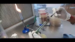 Citrate Utilization Test Method Microbiology  biochemical citrate [upl. by Terrye]