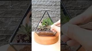 Terrarium styling inspiration foryou shorts plantparent plants houseplants gardeningtips fyp [upl. by Amron304]