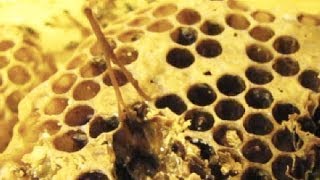 Learn to identify American foulbrood in 90 seconds [upl. by Anyk]