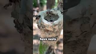 This is What a Hummingbirds Nest Looks Like [upl. by Notserp]