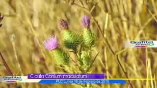 Cardo Negro Cirsium vulgare [upl. by Enneirdna]