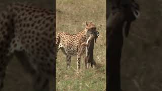 Nature’s Race Cheetah Are Hunting Deercheetahhunt [upl. by Malony163]