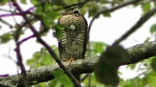 Sparrowhawk Call  What Sound Do Sparrowhawks Make   Birds of Prey [upl. by Dexter]