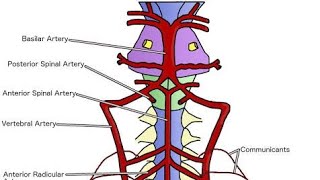 Arteries of Spinal Cord  Made Easy  Snells Neuroanatomy [upl. by Howie]