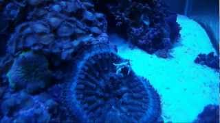 Episode 60  Porcelain Anemone Crab [upl. by Matusow107]