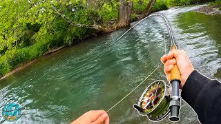 STREAMER FLY FISHING FOR GIANT BROWNS  Best Day of Trout Fishing [upl. by Arlee]