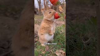 小兔子🐰 amazing amazinganimals pets animalkingdom funny cute cuteanimals lovely 動物 可愛動物 [upl. by Hulton620]