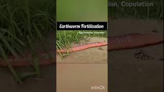 Earthworm fertilization Annelida Animation video NEET CBSE [upl. by Estey]