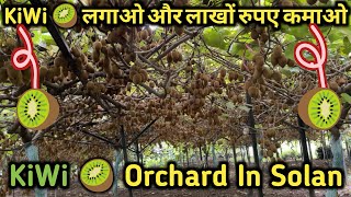 KiWi Farming  कीवी लगा कर कमाओ करोड़ों रुपए ॥ Kiwi orchard  Himachal Pradesh Solan [upl. by Shari]