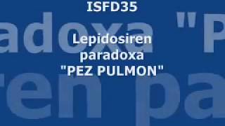 Lepidosiren paradoxa PEZ PULMON parte 23 [upl. by Hobbs]