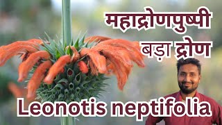 महाद्रोणपुष्पी  बड़ा द्रोण  ग्रंथिपर्णी  Leonotis neptifolia  Lions ear  Christmas candlestick [upl. by Llehctim]