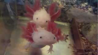 Axolotl Ambystoma Mexicanum HD [upl. by Leidgam]