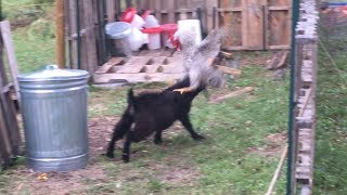 RAGNAR The Rooster vs Fights BO The Goat  Round 1 FIGHT [upl. by Seton]