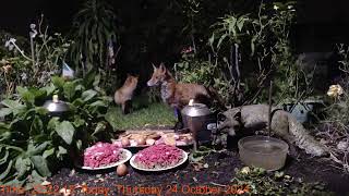 Foxheaven Dublin Ireland Livestream [upl. by Eph723]