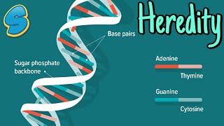 Introduction to Genetics በአማርኛ Grade 10 Biology Unit 2 Part 1 [upl. by Papert]