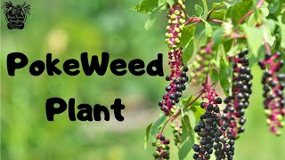 PokeWeed Plant  Medicinal Benefits Uses And Dangers [upl. by Emmeline]