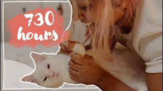 we got a new kitten 🥹 143 730 Hours vlog [upl. by Caswell]