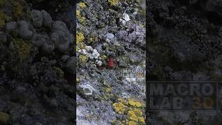 A 2mm long red mite Neomolgus littoralis sitting in a lichen garden [upl. by Yllime366]