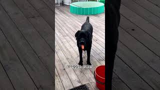 THIS is life with a labrador labrador cutedog [upl. by Barnabe]