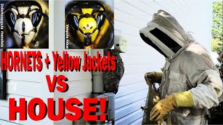 2 Wasp Nests in One House Yellow Jacket and Hornet Removal [upl. by Junieta268]