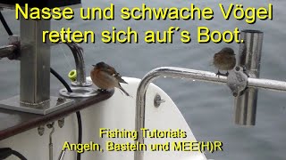 Nasse und schwache Vögel retten sich auf´s Boot [upl. by Adekam]