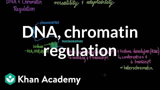 DNA and chromatin regulation  Biomolecules  MCAT  Khan Academy [upl. by Galatia73]