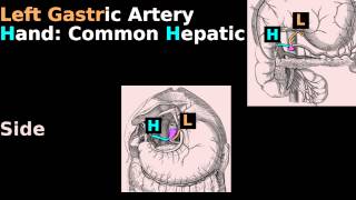 Celiac Trunk Anatomy Mnemonic Abdomen Blood Supply tutorial Gastric Gastroepiploic Lineal [upl. by Gristede]