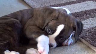 Boxer Puppy Zoe 7 Weeks [upl. by Girand]