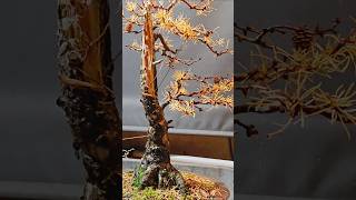 Winter preparation of Larch bonsai [upl. by Dray]