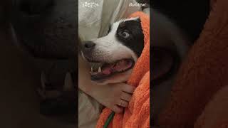 대형견도 귀여워  Bernese Mountain Dog Grooming ASMR [upl. by Niwde]