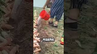 ¿Por qué los chinos prensan madera en los campos de cebollas😮 shortsvideo [upl. by Nyledaj]