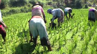 Azolla Harvest in Paddy amino acid rich sustainable [upl. by Estis]