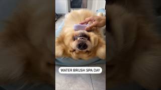 Dog SPA Day✨️🐶 dogproducts petproducts dogowners catowners petowners [upl. by Nivlen]