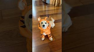 Tigger amp Pooh play fetch minidoxie wienerdog cutehalloween halloween adorabledog tigger [upl. by Eerok]