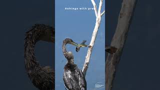 The Anhingas Incredible Hunting Skills – A Master of the Wetlands wildlife canada birdofprey [upl. by Redman]